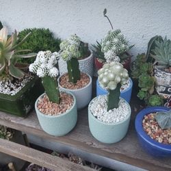 Cactus $15 Each. Cada Uno.