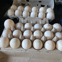 Duck Eggs