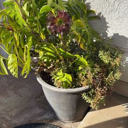 Plants  - Succulents 