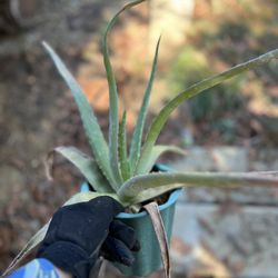Large Aloe Vera Plant
