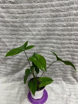 Syngonium Podophyllum Plant