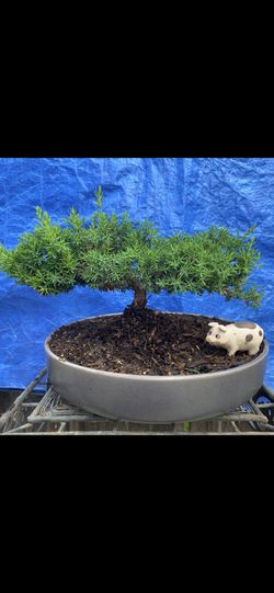 Bonsai Plant For Sale $50 Each