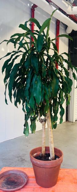 7 Feet Tall Dracaena Corn Plant