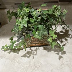 Plant In A Treasure Chest Box. Read Description For Details And Location 