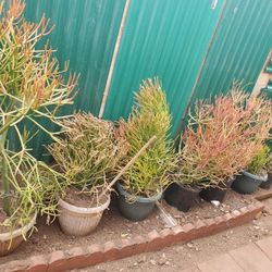 Drought Tolerant Plants For Sale