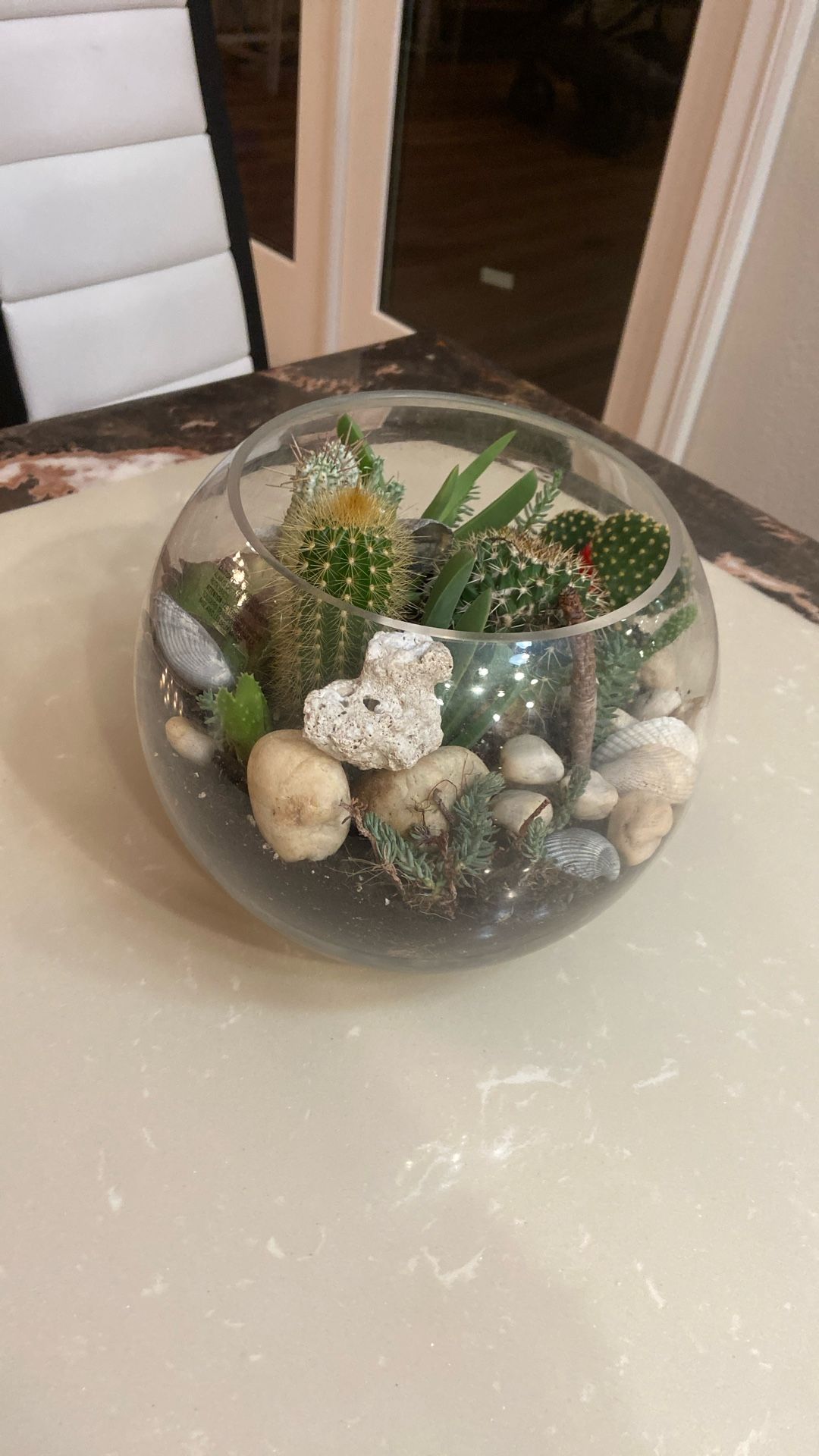 Cactus Plant Bowl