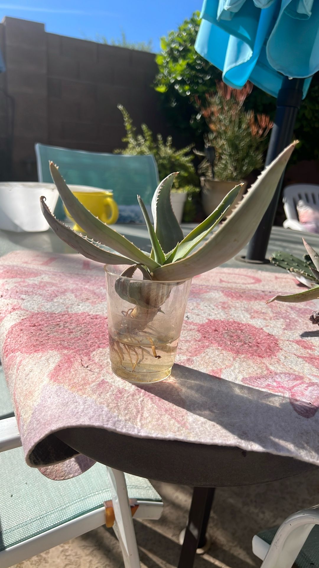 Ghost Agave. (rooted)