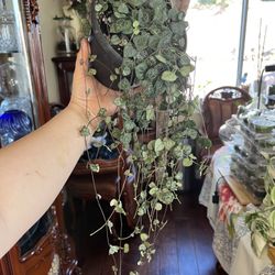 String Of Hearts LIVE PLANT