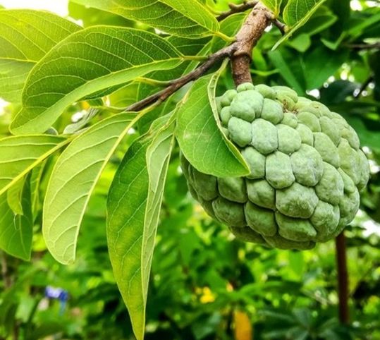 Cherimoya Tree