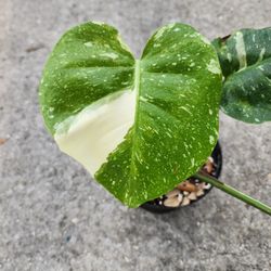 Monstera Thia Constellation Rare Variegated Plant 