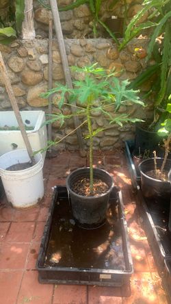 Papaya