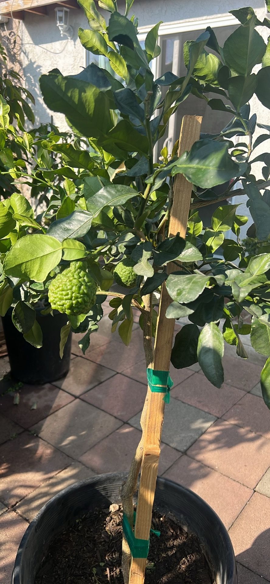 Kaffir Lime/ Chanh Thai