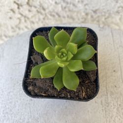 2 Inch Pot Succulent Plant - Sedeveria Rolly Letizia - Rooted & Established - Drought Resistant 🪴 Great Baby Shower Wedding Favors