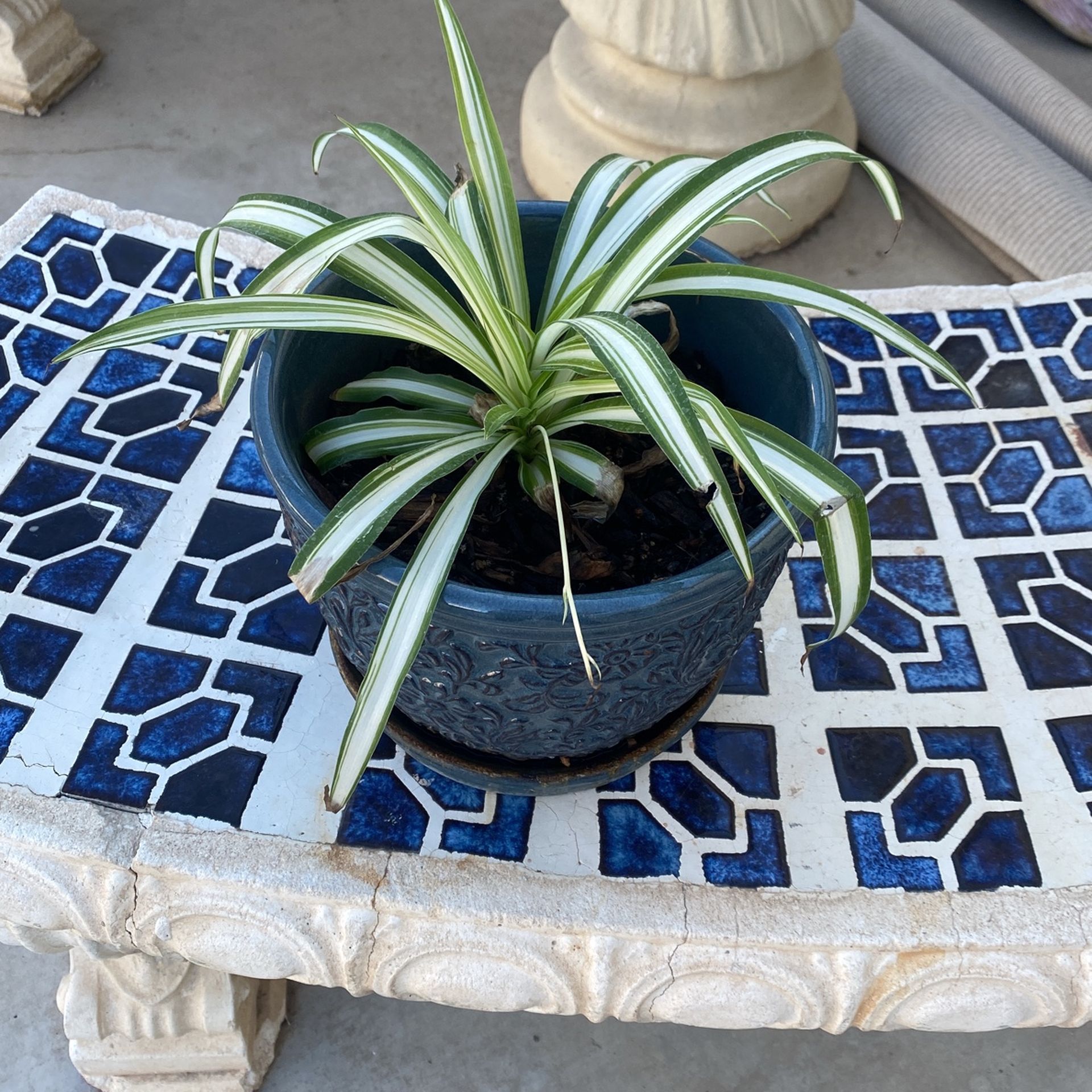 Plant And Pot