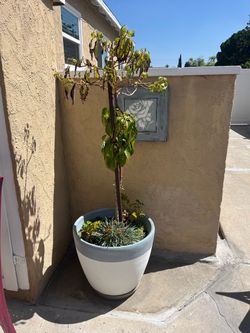 Avocado tree