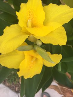 Yellow canna lily in 5 gal. plastic pot