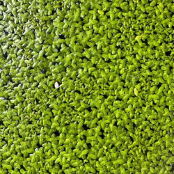 Aquarium Duckweed Plant