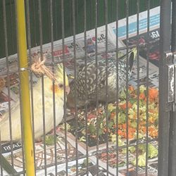 Bird Cage 