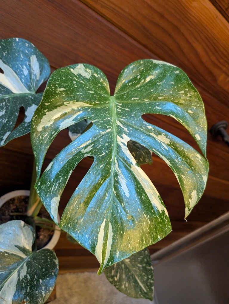 Thai Constellation Monstera 