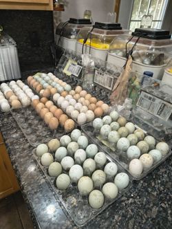 Hatching Eggs. Message for Details.
