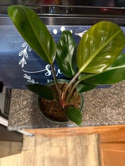 Plant