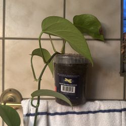 Live Pothos