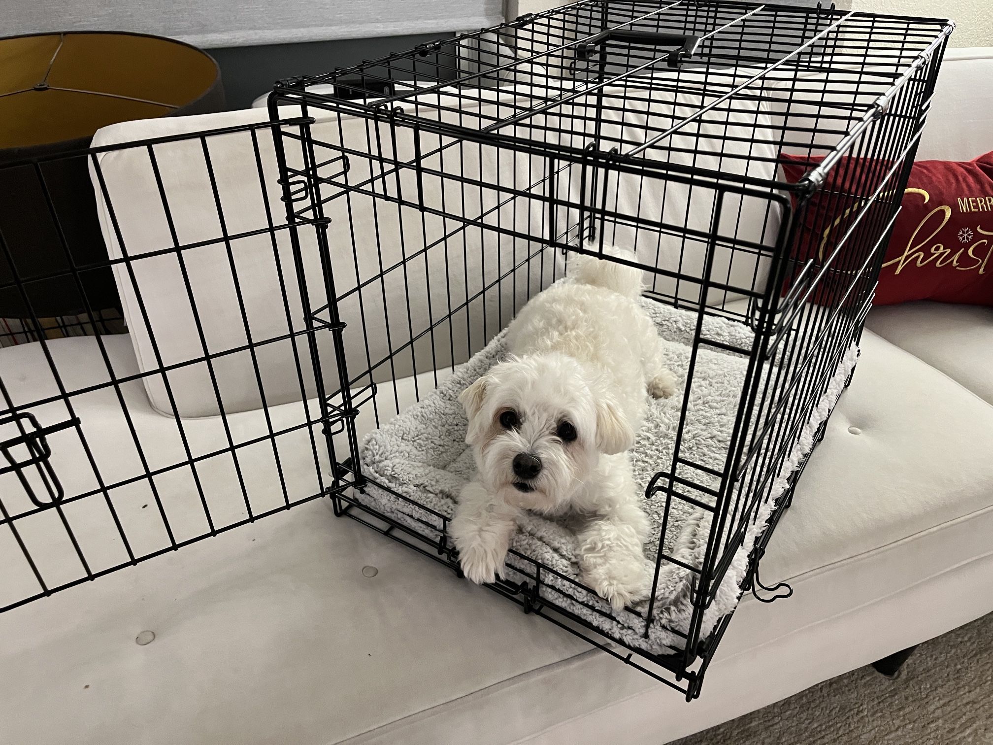 Small Single Door Folding Wire Dog Crate with Plush Mat