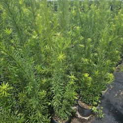 podocarpus  over 4 feet tall Instant Privacy Hedge For Fence Green Full  sale price  in order over 30 qty or more 