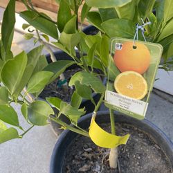 Fruit Trees