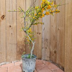 LIVE PLANT 3ft tall Brya ebenus, Espino de sabana, Granadillo, Cocus wood bonsai