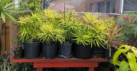 Cactus 🌵, Miagos Bushes , Mona Lavender