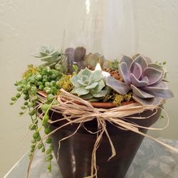 Succulent Arrangements 