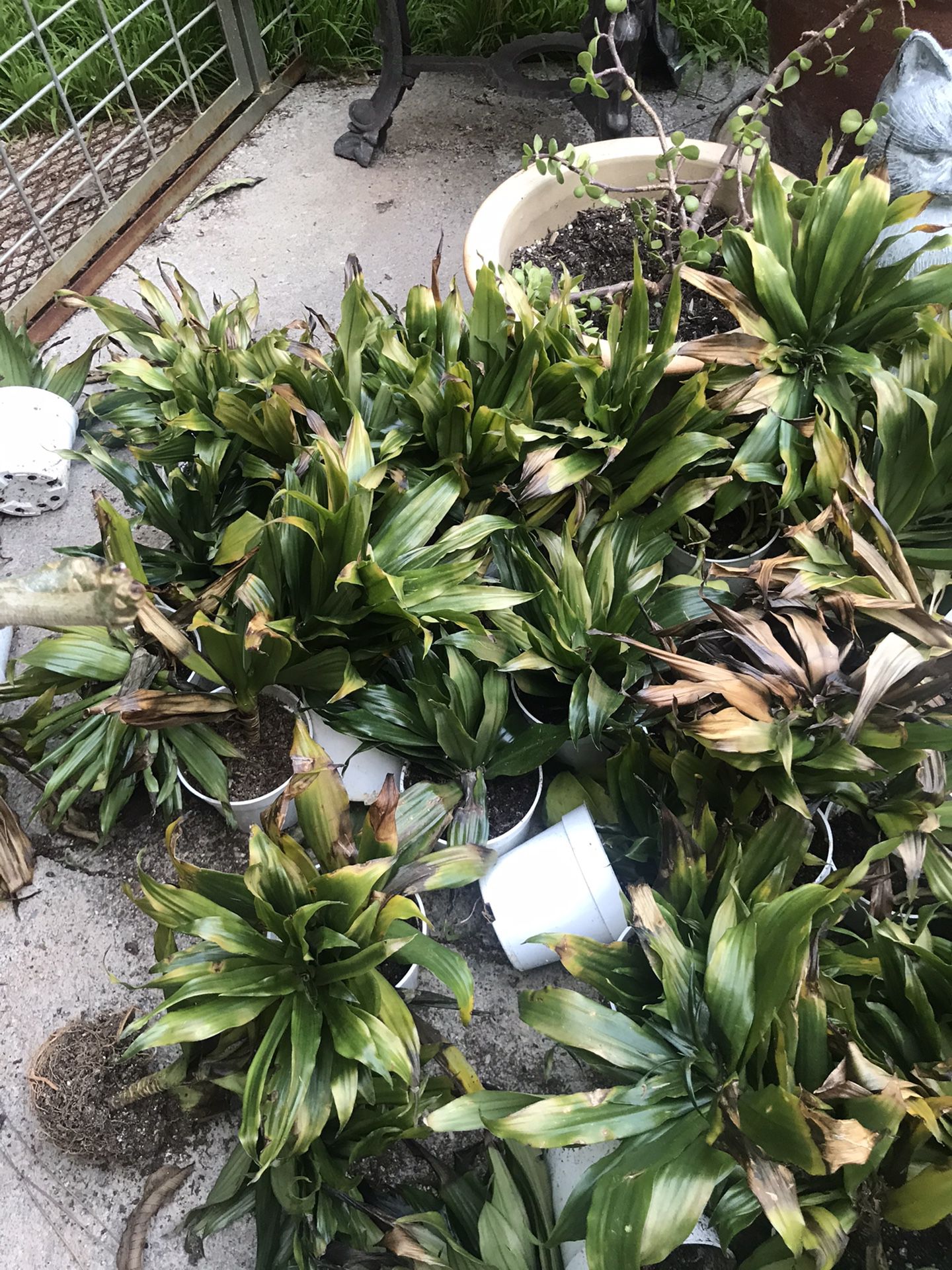 Tropical Plants 3 for $1