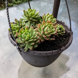 Succulents For Sale 