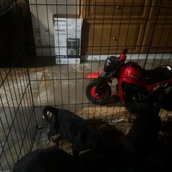 Medium Size Dog Crate