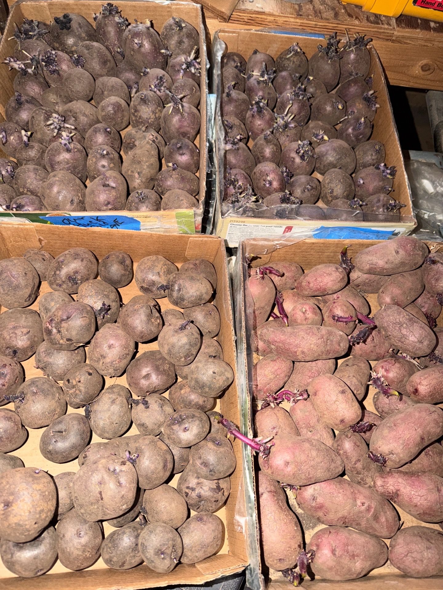 Organic Seed Potatoes 🥔 Premium Heirloom Varieties –
Organic Seed Potatoes 🥔 Premium Heirloom Varieties – Limited Supply