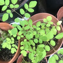 Drumstick Plant ( Moringa)