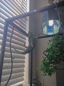 Chameleon for sale