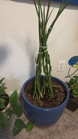 Sansevieria cylindrica