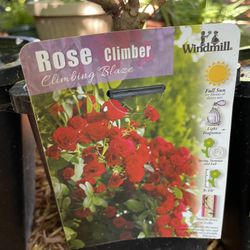 Climbing rose, one gallon pot ~2-3ft; well rooted and established, ready to plant; 95820