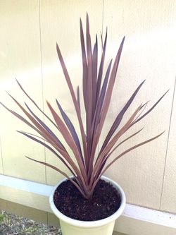 Cordyline Australis “Red Star”, a good plant for a container.