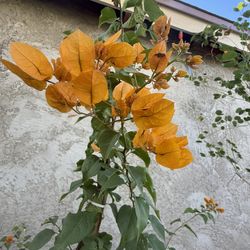 Guvanbilias 5F The Tall $30 Each