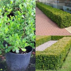 Green Island Ficus In 3gal For Hedges