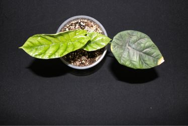 Alocasia Quilted Dreams