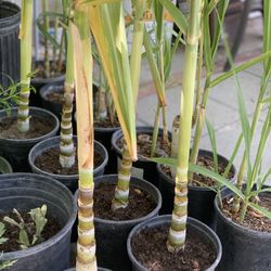 Sugar Cane