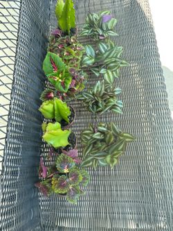 Beautiful plants 🪴