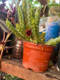 Cactus