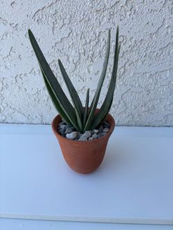 Aloe Plicatilis
