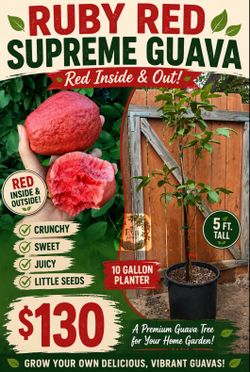 Ruby red supreme guava tree 🌳❤️