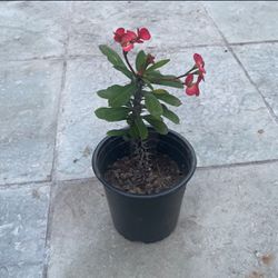 🪴 Dwarf Crown of Thrones 🌺 Plant Euphorbia Milii